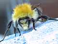 Ackerhummel (Bombus pascuorum)